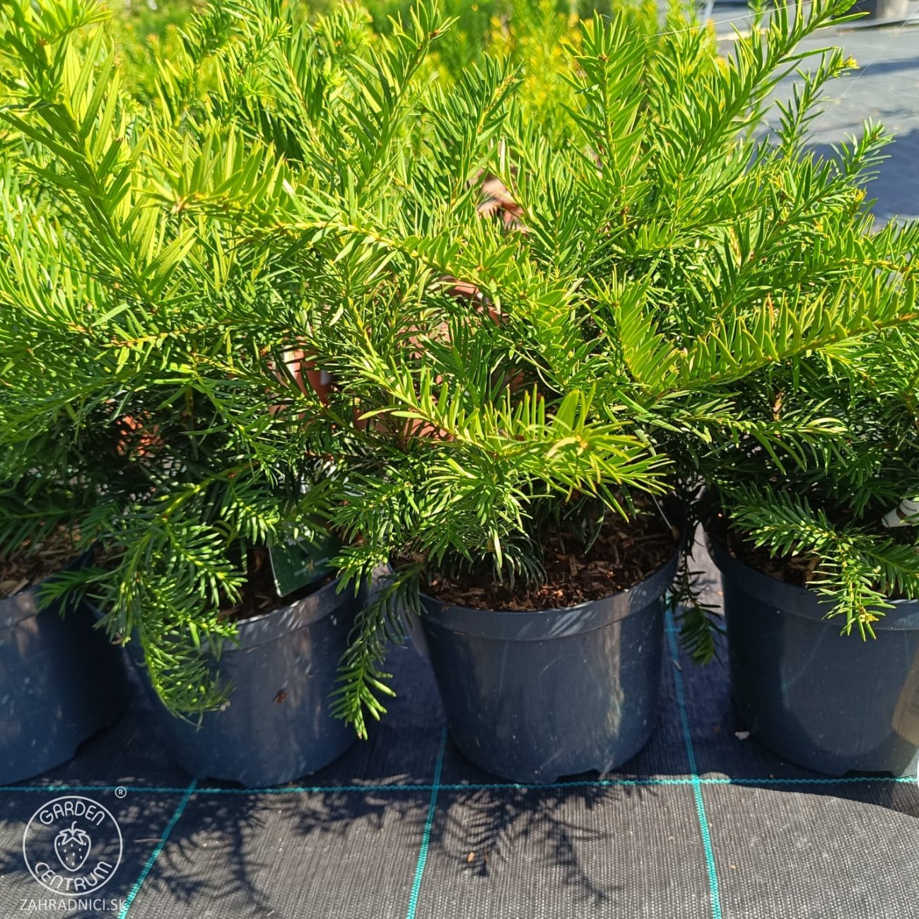 Obrázok Tis obyčajný (Taxus baccata ) ‘REPANDENS’ – výška 20-40 cm, kont. C3L
